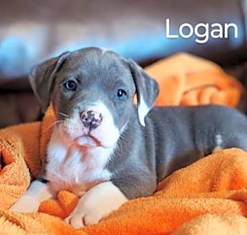 Photo of Logan