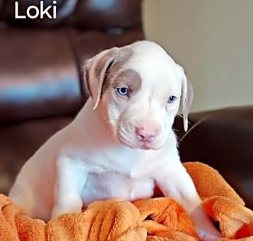 Photo of Loki