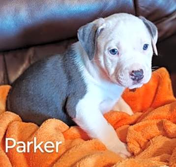 Photo of Parker