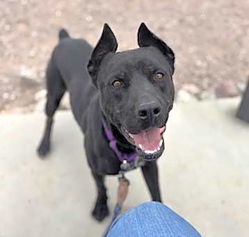 Photo of GUNNER