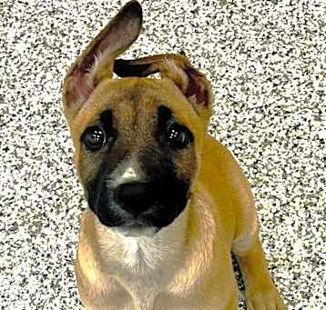 Photo of Ladybird
