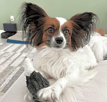 Photo of Chip