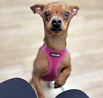 Photo of Rocco