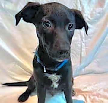 Photo of Bluey