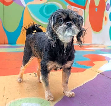 Photo of Stella