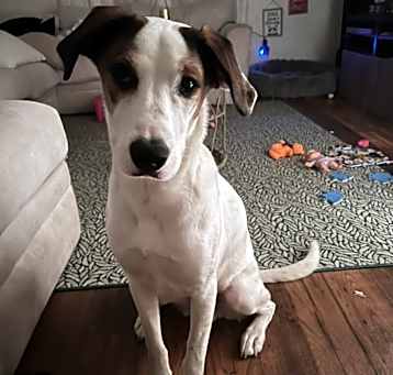 Photo of Loki