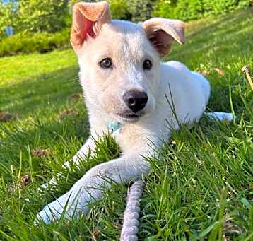 Photo of Grizzly