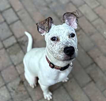 Photo of Blaze