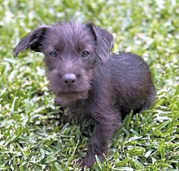Photo of Tucker Puppy