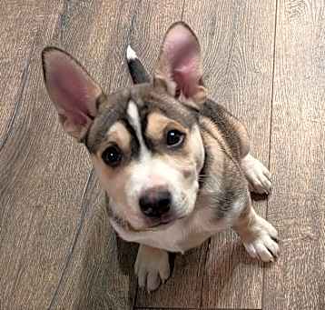 Photo of Astro