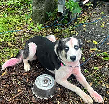 Photo of Zeldar - Stray Hold until 5/14