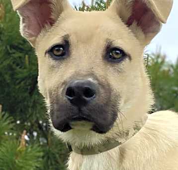 Photo of Buzz