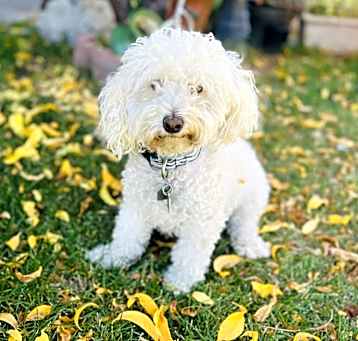 Photo of Daisy