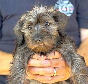 Photo of Stormi Puppy