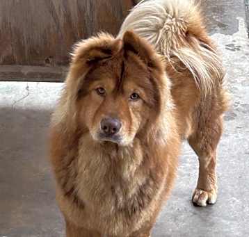 Photo of Taz