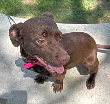 Photo of Ruby