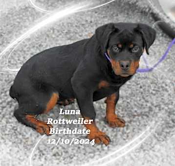 Photo of Luna