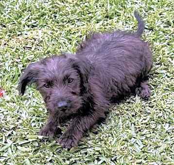 Photo of Scout Puppy