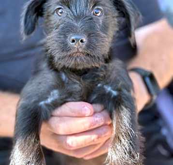 Photo of Peanut Puppy