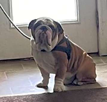 Photo of Kona