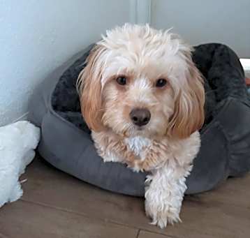Photo of Romeo