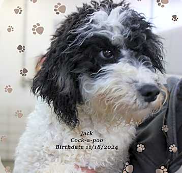 Photo of Jack