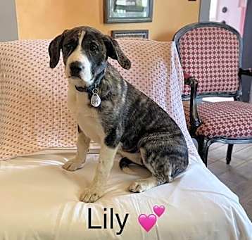 Photo of Lily Lonestar