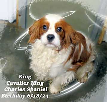 Photo of King