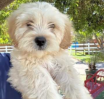 Photo of Snickers