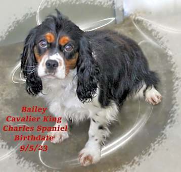 Photo of Bailey