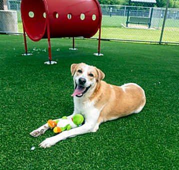 Photo of Dash