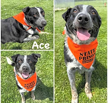 Photo of Ace