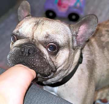 Photo of Milo