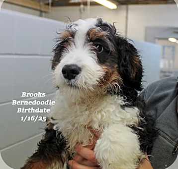 Photo of Brooks