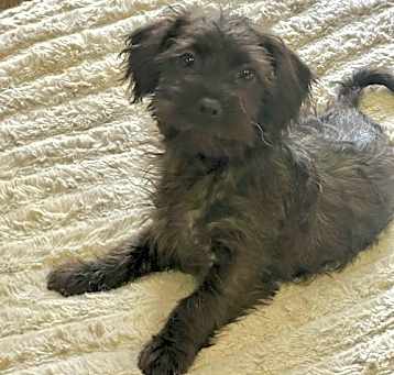 Photo of Marley Puppy