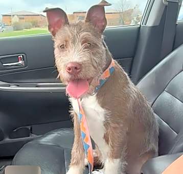 Photo of Benji