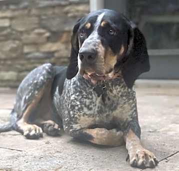 Photo of Penny