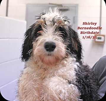 Photo of Shirley