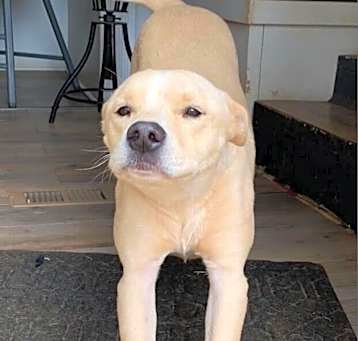 Photo of Shadow