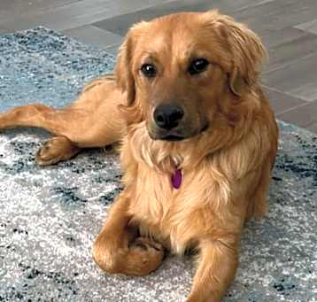Photo of Clove