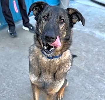 Photo of Champ