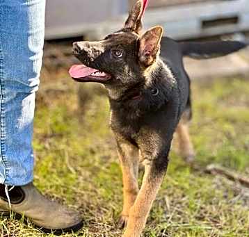 Photo of Raven A430897