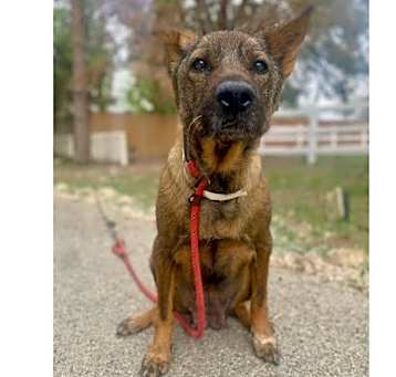 Photo of Brandy