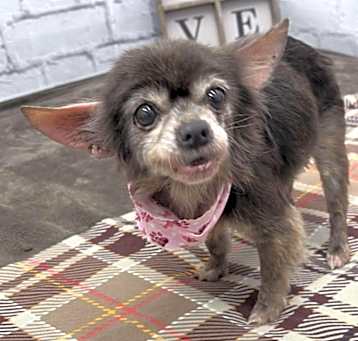 Photo of Tillie