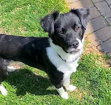 Photo of Pepper