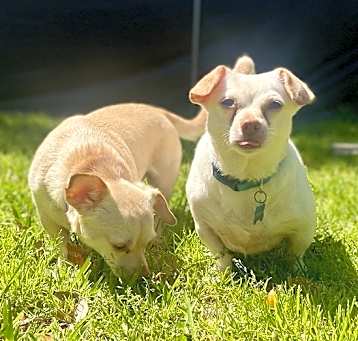 Photo of Peanut