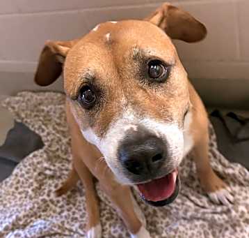 Photo of Peaches ID 45075