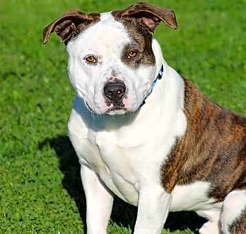 Photo of Porkchop ID 48700