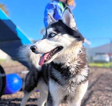 Photo of Lobo A432085