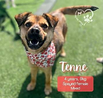 Photo of Tenne